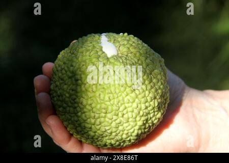 Virginia, USA, die Frucht eines Maclura-Pomifera-Baumes (Osage-Orange), der Latex absondert. Stockfoto