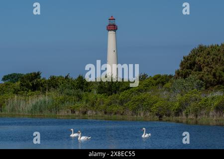 Schwäne schwimmen im Teich mit Cape May Lighthouse im Hintergrund Stockfoto