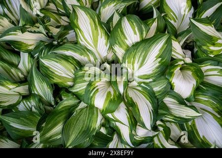 Nahaufnahme von Buschhosta mit verschiedenem weiß-grün gestreiftem Laub, das im Garten wächst. Stockfoto