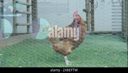 Bild der Verarbeitung von Finanzdaten über Huhn Stockfoto