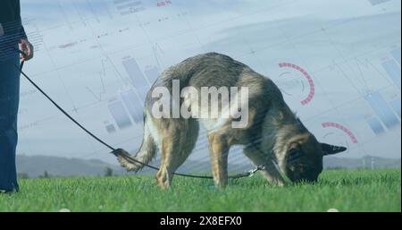 Kaukasische Seniorin in legeren Kleidern, mit ihrem Schäferhund Stockfoto