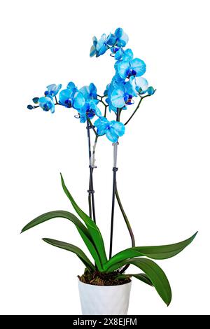Eine blaue Aquarellorchidee in einem Keramiktopf Stockfoto