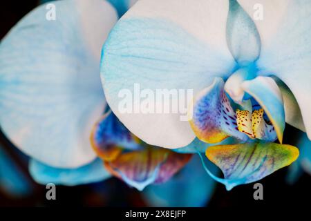 Nahaufnahme einer Blauen AquarellOrchidee Stockfoto