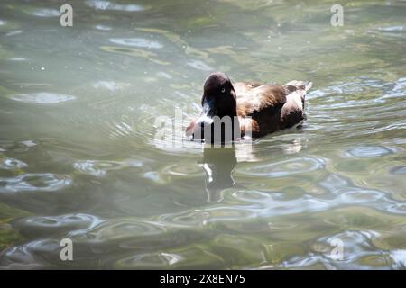 Die australischen Weißaugenenten sind einheitlich schokoladenbraun mit gerufenen Flanken, einem unregelmäßigen weißen Fleck auf dem Bauch und einem weißen Unterschwanzboden. Stockfoto