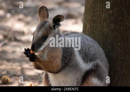 Das Gelbfüßige Rock-Wallaby ist mit einem weißen Wangenstreifen und orangefarbenen Ohren hell gefärbt. Oben ist es feungrau, mit einem weißen Seitenstreifen und einem "b" Stockfoto