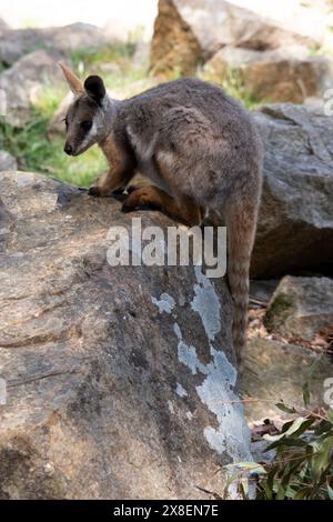 Das Gelbfüßige Rock-Wallaby ist mit einem weißen Wangenstreifen und orangefarbenen Ohren hell gefärbt. Oben ist es feungrau, mit einem weißen Seitenstreifen und einem "b" Stockfoto