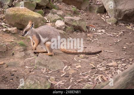 Das Gelbfüßige Rock-Wallaby ist mit einem weißen Wangenstreifen und orangefarbenen Ohren hell gefärbt. Oben ist es feungrau, mit einem weißen Seitenstreifen und einem "b" Stockfoto