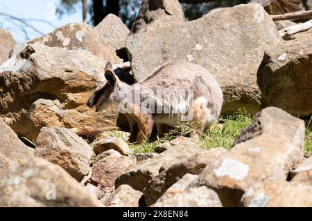 Das Gelbfüßige Rock-Wallaby ist mit einem weißen Wangenstreifen und orangefarbenen Ohren hell gefärbt. Oben ist es feungrau, mit einem weißen Seitenstreifen und einem "b" Stockfoto