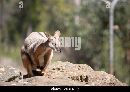 Das Gelbfüßige Rock-Wallaby ist mit einem weißen Wangenstreifen und orangefarbenen Ohren hell gefärbt. Oben ist es feungrau, mit einem weißen Seitenstreifen und einem "b" Stockfoto