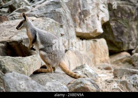 Das Gelbfüßige Rock-Wallaby ist mit einem weißen Wangenstreifen und orangefarbenen Ohren hell gefärbt. Oben ist es feungrau mit einem weißen Seitenstreifen und einem Stockfoto
