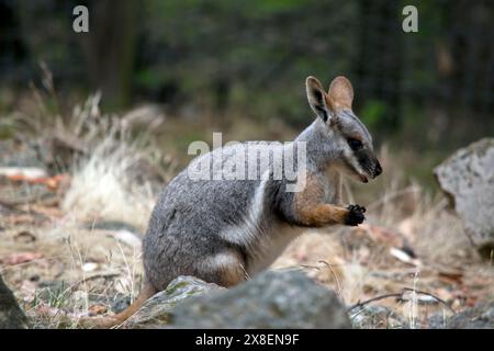 Das Gelbfüßige Rock-Wallaby ist mit einem weißen Wangenstreifen und orangefarbenen Ohren hell gefärbt. Oben ist es feungrau mit einem weißen Seitenstreifen und einem Stockfoto