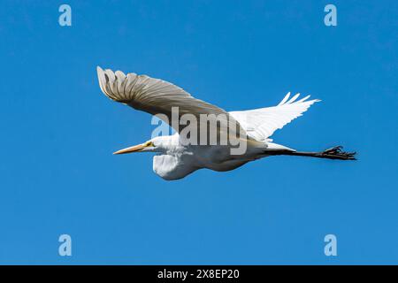 Ein großer Reiher, Ardea alba, fliegt über den Grand River in Grand Haven, Michigan Stockfoto