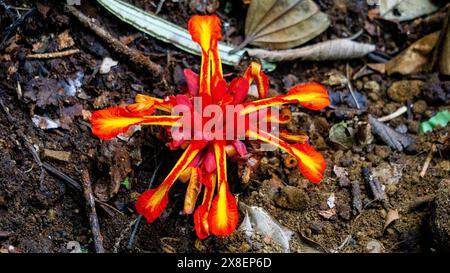 Etlingera punicea (Fackel-Ingwerblüte). Etlingera punicea gehört zur Gattung Etlingera und zur Familie Zingiberaceae Stockfoto