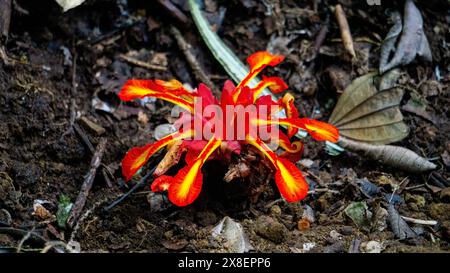 Etlingera punicea (Fackel-Ingwerblüte). Etlingera punicea gehört zur Gattung Etlingera und zur Familie Zingiberaceae Stockfoto