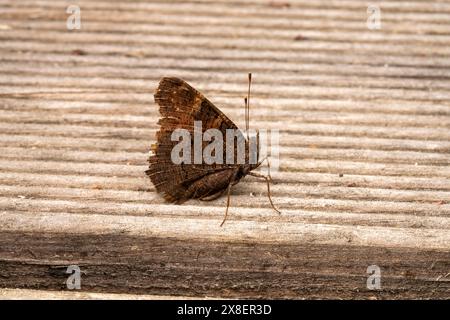 Aglais io Familie Nymphalidae Gattung Aglais Pfau Schmetterling Europäischer Pfau Schmetterling wilde Natur Insekten Photogaphie, Bild, Tapete Stockfoto