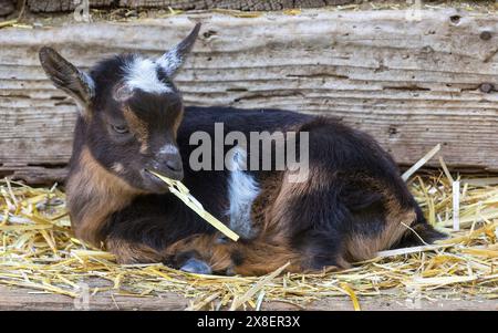 12-Tage-Altes Pigmy Goat Kid, Das Heu Isst. Während Heu nicht so ernährungsreich ist wie frisches Gras, ist es eine beständigere Nahrungsquelle für Zwergziegen. Stockfoto