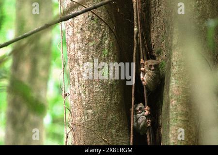 Spektraltarsiere (Tarsius spectrumgurskyae), nächtlicher Primaten, auf ihrem Nestbaum am helllichten Tag, im Tangkoko Nature Reserve, Indonesien. Stockfoto