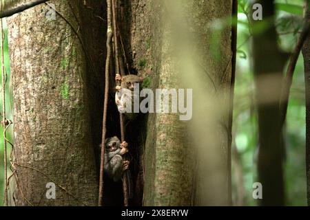 Spektraltarsiere (Tarsius spectrumgurskyae), nächtlicher Primaten, auf ihrem Nestbaum am helllichten Tag, im Tangkoko Nature Reserve, Indonesien. Stockfoto