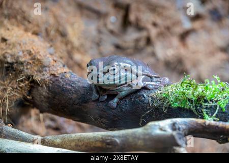 Der australische Grünbaumfrosch (Ranoidea caerulea) ist eine in Australien und Neuguinea heimische Art von Baumfrosch. Es ist ein beliebtes exotisches Haustier Stockfoto