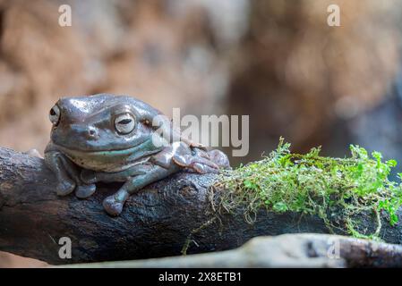 Der australische Grünbaumfrosch (Ranoidea caerulea) ist eine in Australien und Neuguinea heimische Art von Baumfrosch. Es ist ein beliebtes exotisches Haustier Stockfoto