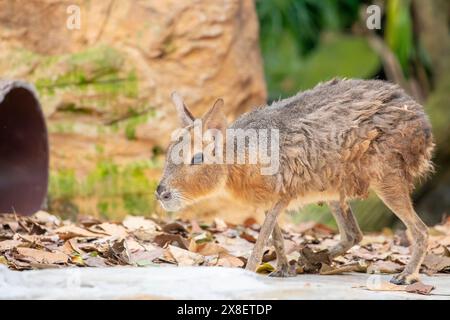 Der patagonische Mara ist ein relativ großes Nagetier in der Gattung Mara. Dieses pflanzenfressende Kaninchen-ähnliche Tier kommt in offenen und halboffenen Lebensräumen vor Stockfoto