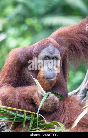 Ein Borneaner Orang-Utan isst Essen. Der Orang-Utan ist eine vom Aussterben bedrohte Art, mit Entwaldung, Palmölplantagen Stockfoto