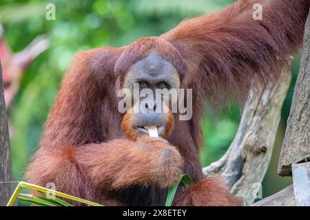 Ein Borneaner Orang-Utan isst Essen. Der Orang-Utan ist eine vom Aussterben bedrohte Art, mit Entwaldung, Palmölplantagen Stockfoto