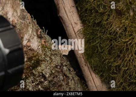 Macaria liturata Familie Geometridae Gattung Macaria Tawny-Barred Angle Moth wilde Natur Insekten Tapete, Bild, Fotografie Stockfoto