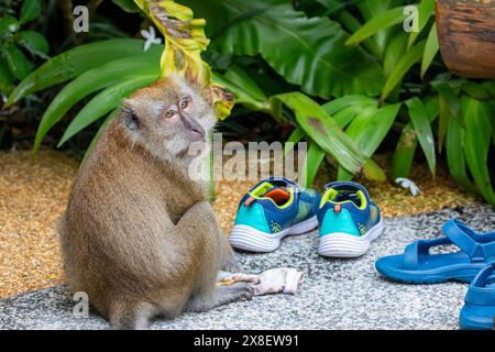 Ein wilder Krabbenfresser Makaken (Macaca fascicularis) im KidzWorld of Singapore ZOO. Er sitzt auf den Socken der Touristen. Ein Cercopithecin-Primat Stockfoto