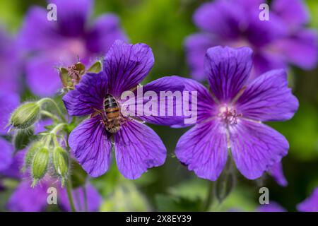 Biene auf violetter Kranichschnabelblüte (Geranium x Magnium) Stockfoto
