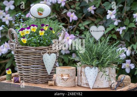 Gartenanlage mit Rosmarin, Bratschenblüte, Thymianpflanze und vergisst mich nicht Blume in rustikalen Pflanztöpfen. Stockfoto