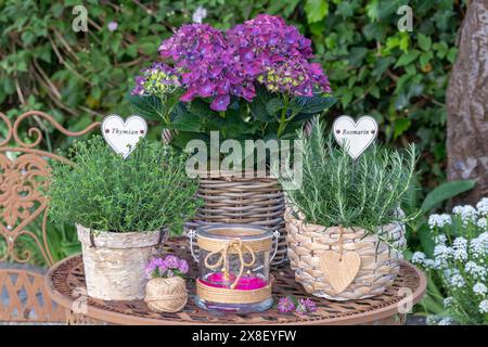 Rustikale Gartenanlage mit Kräutern und Hortensie-Makrophylla in Körben Stockfoto