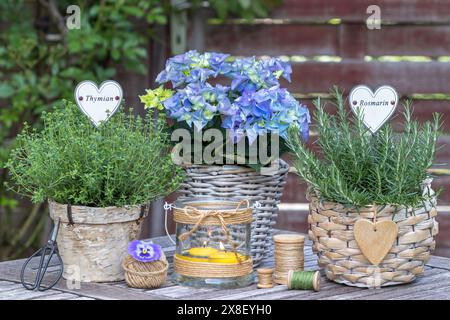 Rustikale Gartenanlage mit Kräutern und Hortensie-Makrophylla in Körben Stockfoto