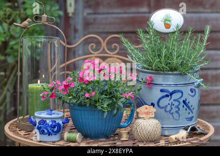 Gartenanlage mit roter nemesia- und Rosmarinpflanze in rustikalen Töpfen Stockfoto