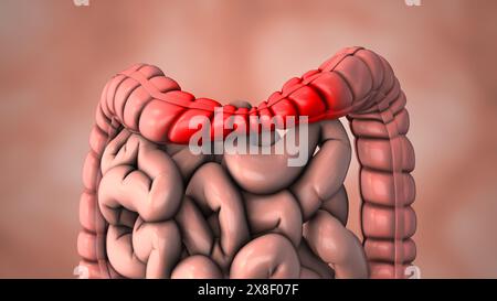 Medizinische Animation des Reizdarmsyndroms Stockfoto