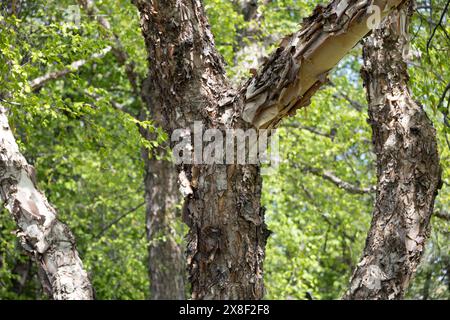 Nahansicht der schönen braunen und braunen Rinde auf einer auffälligen Flussbirke (betula nigra) Stockfoto