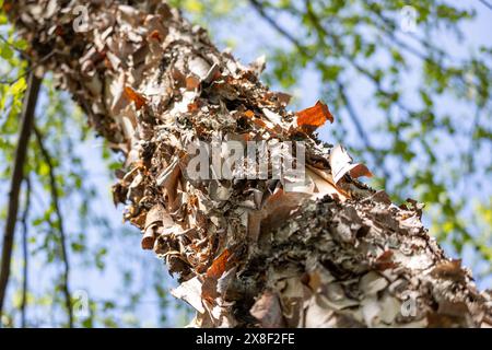 Nahansicht der schönen braunen und braunen Rinde auf einer auffälligen Flussbirke (betula nigra) Stockfoto