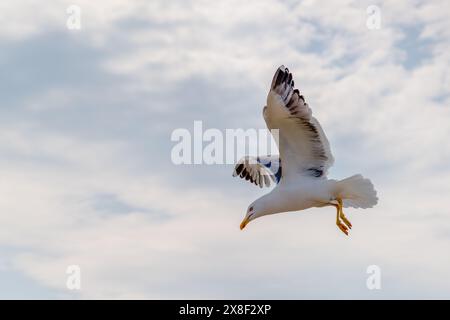 Eine kleine Möwe mit schwarzem Rücken im Flug mit bewölktem Himmel Hintergrund. Fotografiert in Porthcawl, Mid Glamorgan Wales Stockfoto