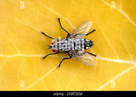 Fleischfliege, Sarkophaga carnaria, isoliert auf gelbem Blatt, Blick von oben auf eine graue Fleischfliege Stockfoto