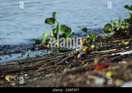 Schwarzer gelber Bachstelz in natürlichem Lebensraum. Vogel im Feuchtgebiet. Stockfoto