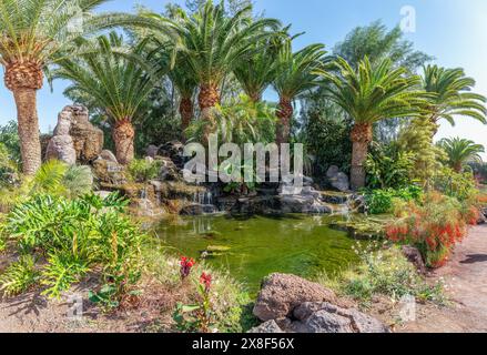 Wunderschöne tropische Oase auf Fuerteventura mit üppigen Palmen, einem ruhigen Teich, exotischen Pflanzen und rauschenden Wasserfällen. Perfekt für Natur und Ga Stockfoto