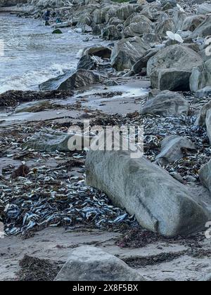 Santa Barbara, Kalifornien, USA, 24. Mai 2024. Leute und Reiher am Strand von Leadbetter, die die toten Sardinen anschauen, die am 24. Mai 2024 gewaschen haben. Sie waren bei Ebbe in Algen verwickelt. (Kreditbild: © Amy Katz/ZUMA Press Wire) NUR REDAKTIONELLE VERWENDUNG! Nicht für kommerzielle ZWECKE! Quelle: ZUMA Press, Inc./Alamy Live News Stockfoto