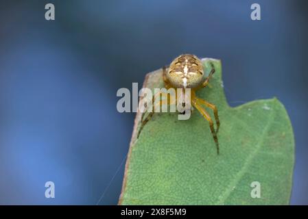 Nahaufnahme einer Gartenspinne (Araneus sp.) Auf einem Blatt sitzen, auf Beute warten, Makrofotografie, Natur, Biodiversität Stockfoto