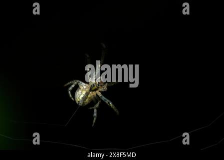 Großaufnahme einer einzelnen Gartenspinne (Araneus sp.) Das Spinnennetz bauen, Makrofotografie, Arthropoden, Natur, Artenvielfalt Stockfoto