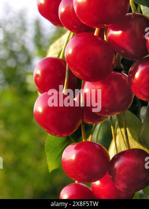 Nahaufnahme reifer Kirschen auf einem Baum im Garten, vertikale Komposition Stockfoto