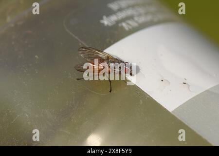 Weibliche Wurzel-Made-Fliege wahrscheinlich Mycophaga testacea auf einem durchsichtigen Plastiktopf. Stamm Pegomyini, Unterfamilie Pegomyinae, Familie Wurzel-Maden-Fliegen Stockfoto