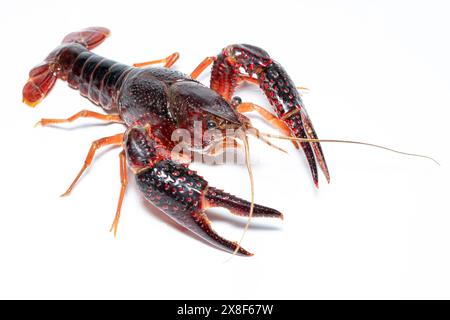 Krabbe Procambarus clarkii mit weißem Hintergrund Stockfoto