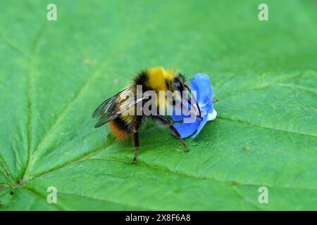 Nahaufnahme frühe Hummel (Bombus pratorum), Familie Apidae und eine blaue, gefallene Blume des grünen Alkanets (Pentaglottis sempervirens). Frühling, Mai, Stockfoto