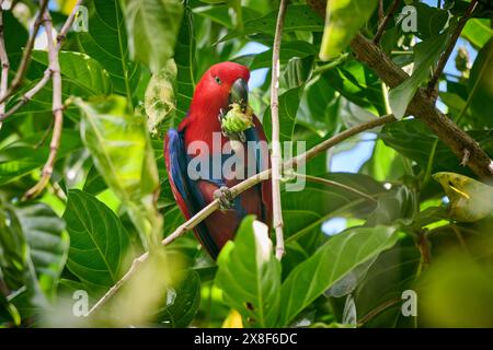 Papuan eclectus, roter eclectus oder New Guinea eclectus, Eclectus roratus, Raja Ampat Biodiversity Nature Resort, Waigeo, Raja Ampat, West Papua Stockfoto