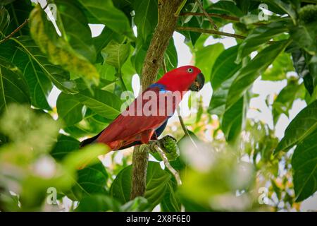 Papuan eclectus, roter eclectus oder New Guinea eclectus, Eclectus roratus, Raja Ampat Biodiversity Nature Resort, Waigeo, Raja Ampat, West Papua Stockfoto